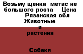 Возьму щенка .метис.не большого роста. › Цена ­ 500 - Рязанская обл. Животные и растения » Собаки   